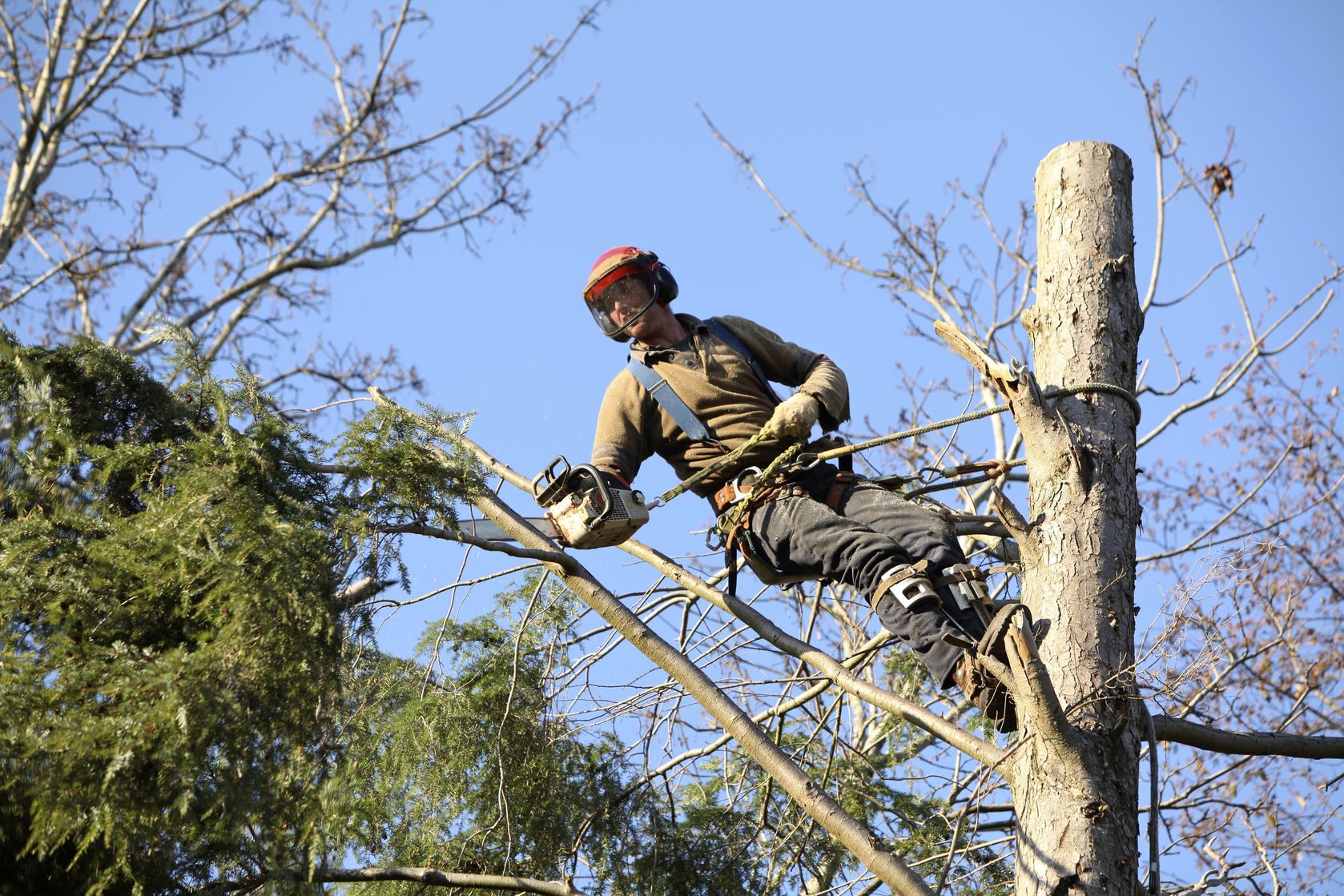 Reasons Homeowners Should Hire Professional Arborists in Bowie MD