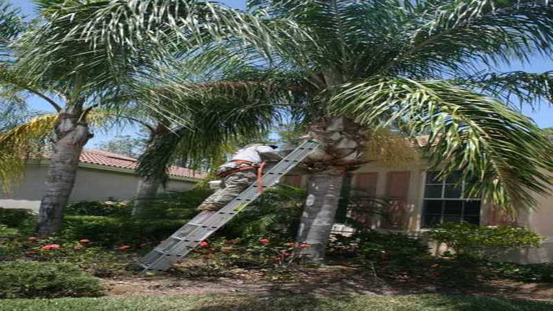 Residential Tree Services in Fort Myers FL And Your Yard